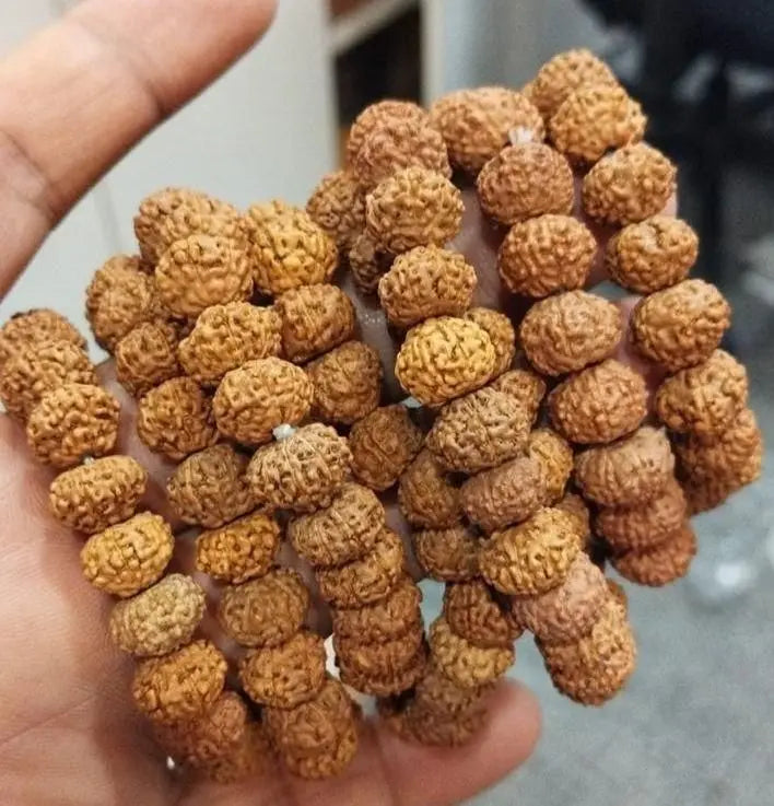 7 Mukhi Rudraksha Bracelet khdkgx-re